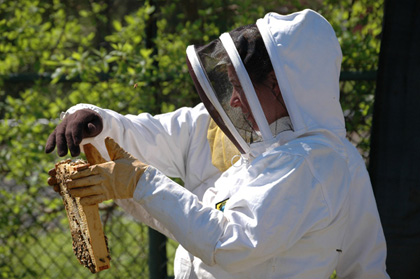 Checking Brood Frame